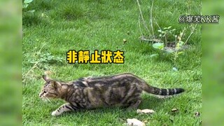 猫抓老鼠高能瞬间，果然是血脉压制！