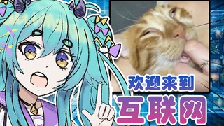 【猫雷】和猫雷一起鉴赏互联网物种多样性！