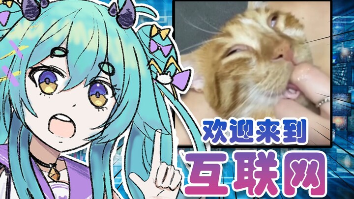 【猫雷】和猫雷一起鉴赏互联网物种多样性！