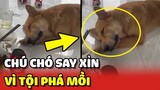 Thanh niên chó SAY XỈN vì tội hay vào bàn nhậu PHÁ MỒI 😂 | Yêu Lu