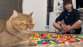 《猫咪大战帅小伙》