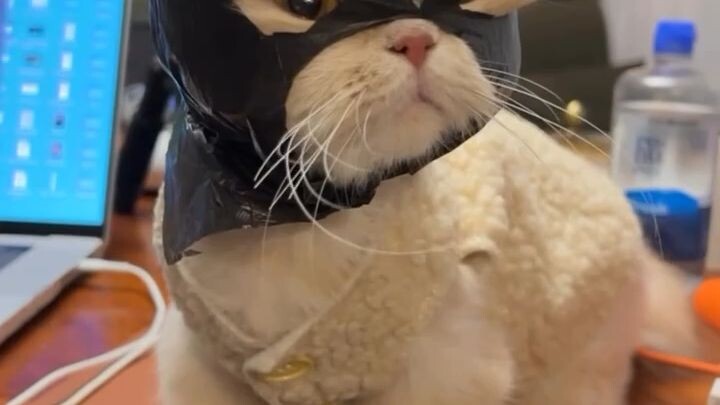 This little robber is kinda goofy and cute-better surrender!#MeAndMyCat #Adorable #short #trending #