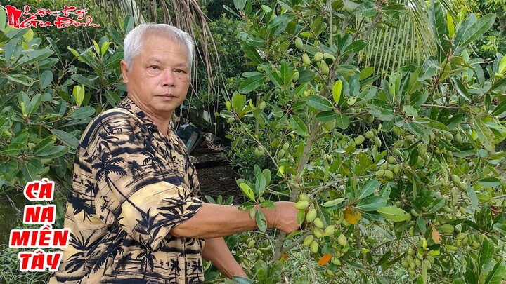 Ông 5 Châu Đốc Giới Thiệu Về Cây Cà Na Miền Tây Trong Vườn Nhà Nhỏ Cây Siêu Trái | NKGĐ