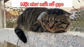 Mặt như mất sổ gạo