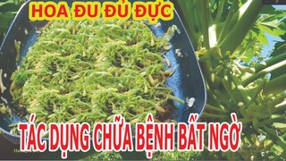 Làm món Hoa Đu Đủ Đực xào-Món ăn ngon Chữa Bệnh | Hương sen TV