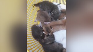 tắm nắng cho tụi nhỏmeomeo mewmew meocute