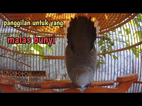 Perkutut lokal gacor suara kecil.