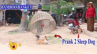 [New Prank Dog] Bamboo Basket vs Prank 2 Sleep Dog Very Funny - Try not to Laugh