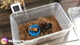 [เลี้ยงเเมงมุม]EP3 ให้อาหารแมงมุม l Mexigan red rump feeding
