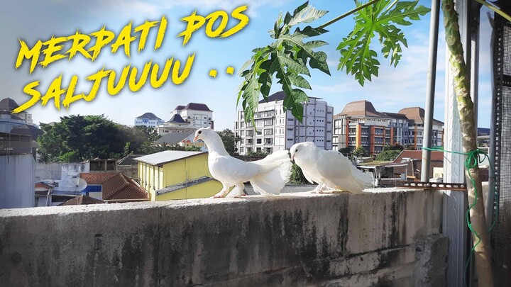 TERNAK MERPATI POS SALJU PUTIH MULUS | PAUL PUPUR