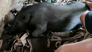 Native Pig (Bulilit bago mamaalam kinabukasan