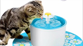 DRINKING WATER FOUNTAIN For Cats⛲ Review