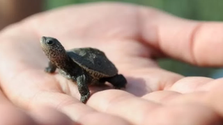 Tortugas Bebé Obtienen Ayuda Al Nacer 🔴 Baby turtles get a helping hand 🐢 Diamondback Terrapins