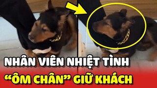 Em nhân viên cún nhiệt tình, quyết "ÔM CHÂN" giữ khách hàng ở lại  😂 | Yêu Lu