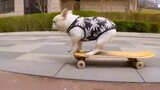 #Bulldog #Skateboard #Viral #Reel