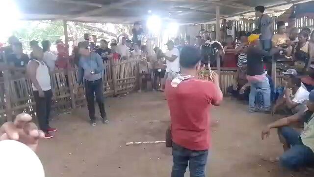 cross breed shamo 7k wins vs high breed 32k ang parada