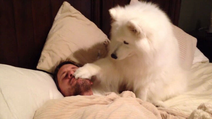 Samoyed: Bạn không thể đánh thức người giả vờ ngủ! Husky: Tui có thể!