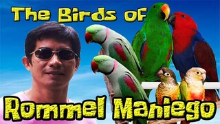 The Birds of ROMMEL MANIEGO