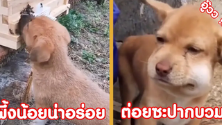 ผึ้งน้อยน่าอร่อย ต่อยซะปากบวมเล้ยย !! ( รวมฮาพากย์ไทย )