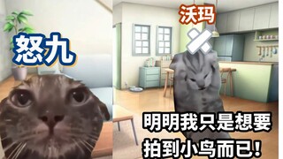 【怒九】关于沃玛想看小鸟却最终变成摄影佬这回事