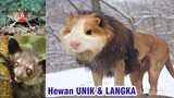 Hewan unik dan langka di dunia | Hewan Langka di Indonesia | Hewan Paling Unik di Dunia