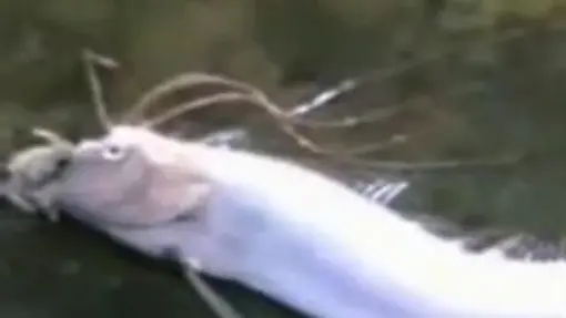 Weird Fish Found After Tsunami