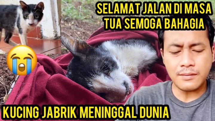 Innalillahi wa inna ilaihi rojiun Kucing Jabrik Meninggal Dunia Pada Saat Adzan ..!