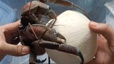 Can A Coconut Crab Open A Coconut?