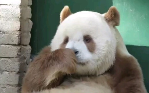 [Animals]A brown panda: QiZai's happy life