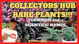 RARE PLANTS GARDEN TOUR | Indoor House Plant Names and Botanical Names | Dulay's Garden