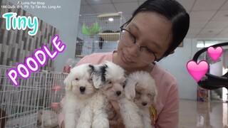 LoHa Pet Shop Tìm chủ cho bầy chó con Poodle bò sữa dễ thương