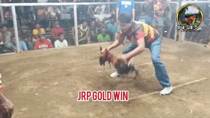 Single Fight JRP Magnum Gold 2x winner! AEJ line , JM fantastic line, MT Banahaw and Tokwing line!