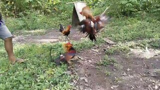 cock sparing 👌