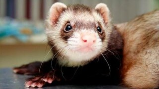 Ferret Pet - การรวบรวม Ferret ตลกและน่ารัก 2016