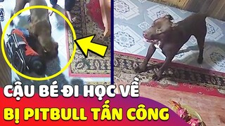 Kinh hãi 'CHÓ PITBULL' tấn công em nhỏ vừa 'ĐI HỌC VỀ' mặc dù cả nhà đã cố can ngăn 😰 Gâu Đần