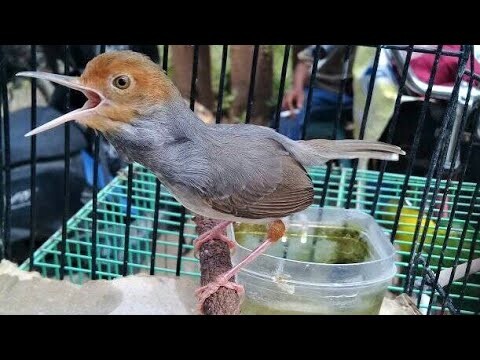 Suara Panggilan Prenjak Kepala Merah Jantan
