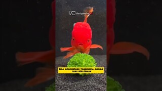 Penyebab ikan mas koki mati di aquarium