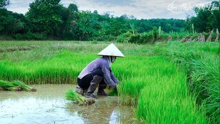 Chả cuốn lá lốt, khoai trộn cơm I Món quê xưa khó quên ( Betel Leaf Wrapped Pork ) I Ẩm Thực Mẹ Làm