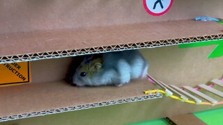 My Funny Pet Hamster takes on the obstacle Course