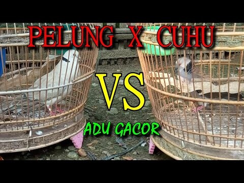 adu gacor, PUTER PELUNG X CUHU, HIBURAN LURD