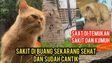 Kucing Persia Sakit Di Buang Sekarang Sudah Sehat Dan Cantik Di Cats Lovers Tv..!