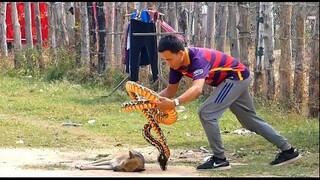 Fake snake vs sleeping dog Very Funny 2021