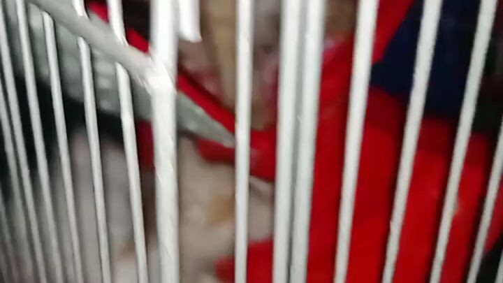 caught on cam! the gangster cats behind bars!