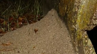 Time-lapse shooting - fire ant colony building process in the rain, built on the edge of a culvert!