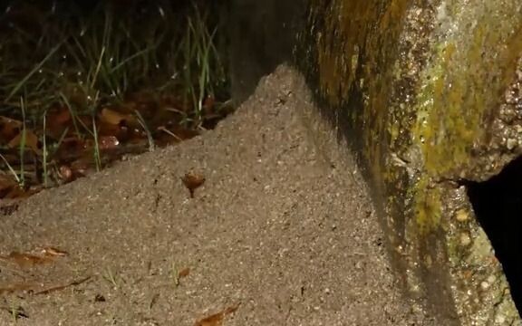 Penembakan selang waktu - proses membangun koloni semut api di tengah hujan, dibangun di tepi gorong