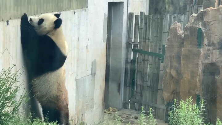 [Panda] Does You Mom Know You're So Naughty?