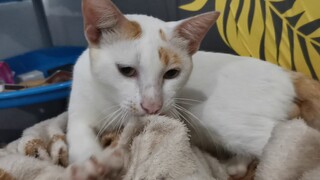 Spot's Kneading in the blanket