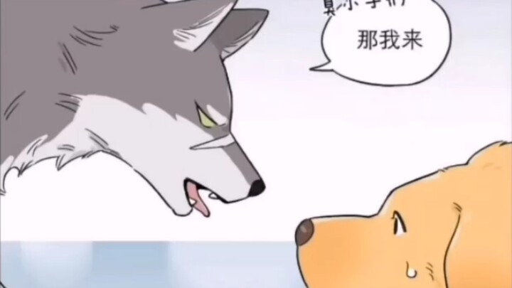 狼王与小金毛 2