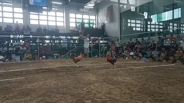 2 hits sa zapote cockpit