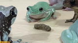 [Frogs] It's Dining Time For These Baby Tree Frogs